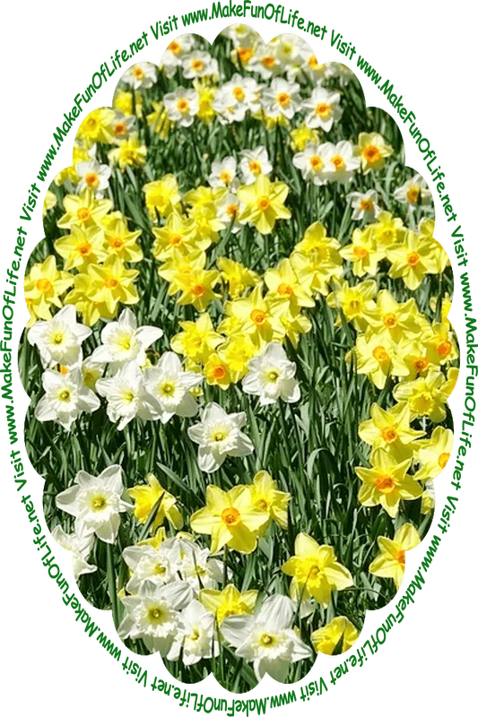 Picture of a field of daffodils with long thin green leaves and white and yellow blossoms, and the words, ‘Visit www.MakeFunOfLife.net.’