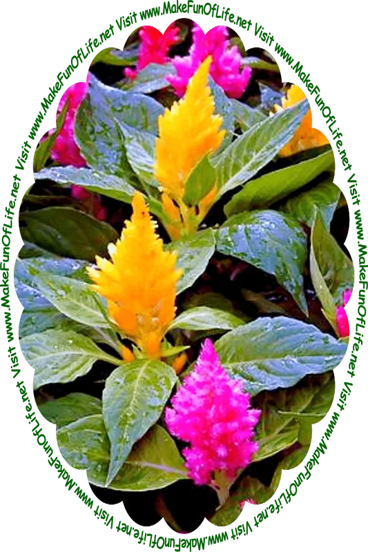 Picture of flowering plants with large dark green leaves and golden-yellow and pink blossoms, and the words, ‘Visit www.MakeFunOfLife.net.’
