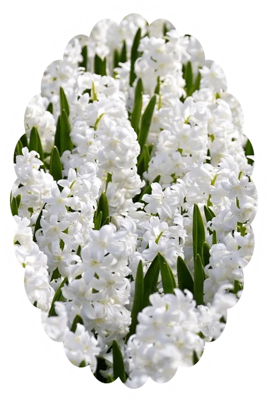 Picture of hyacinth plants with long narrow dark leaves and white blossoms, and the words, ‘Visit www.MakeFunOfLife.net.’