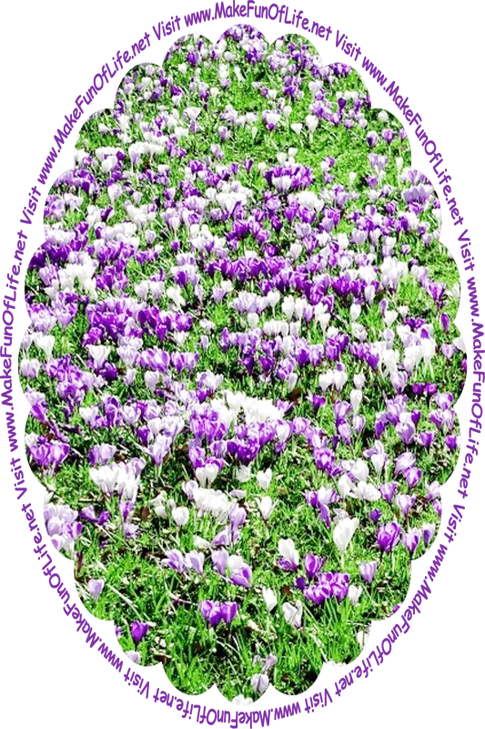 Picture of field of flowering crocus plants with green leaves and purple and white blossoms, and the words, ‘Visit www.MakeFunOfLife.net.’