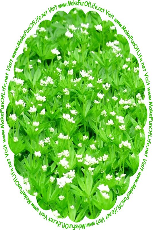 Picture of leafy green flowering plants with white blossoms, and the words, ‘Visit www.MakeFunOfLife.net.’