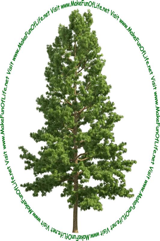 Picture of a tall green pine tree and the words, 'Visit www.MakeFunOfLife.net.'