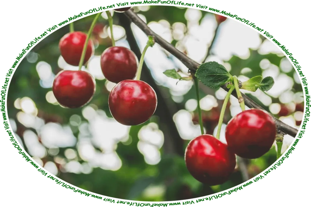 Picture of six red ripe sweet cherries hanging on a branch of a cherry tree, and the words, ‘Visit www.MakeFunOfLife.net.’