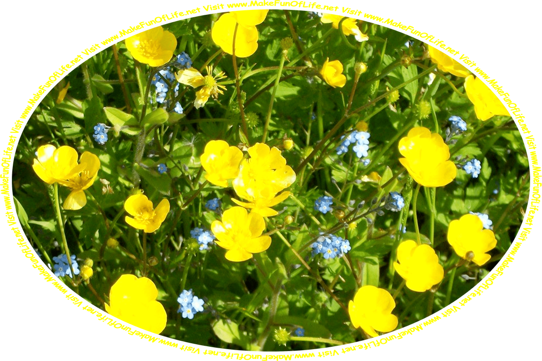 Picture of yellow Buttercup flowers, blue Forget-Me-Not flowers, and the words, ‘Visit www.MakeFunOfLife.net.’