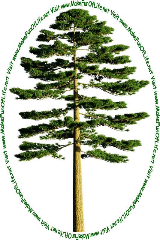 Picture of a tall green evergreen tree and the words, ‘Visit www.MakeFunOfLife.net.’