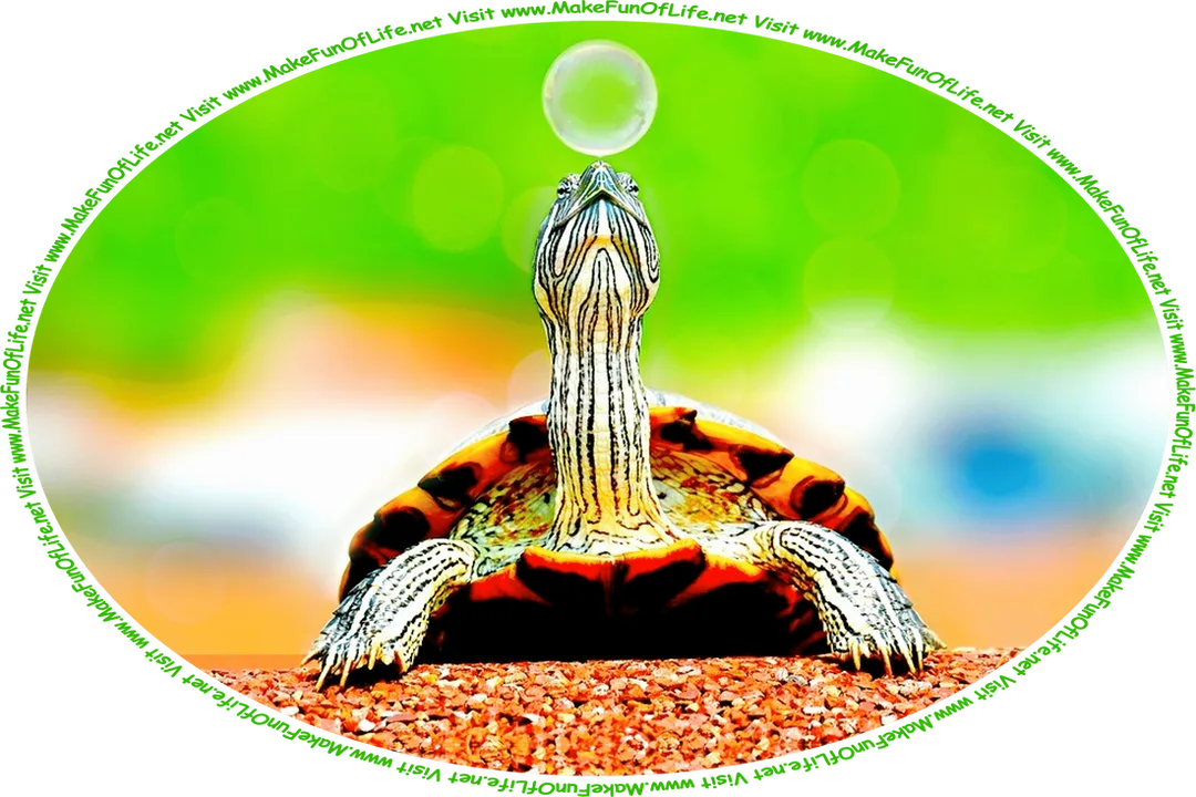Picture of a small turtle balancing a soap bubble on her nose, and the words, ‘Visit www.MakeFunOfLife.net.’