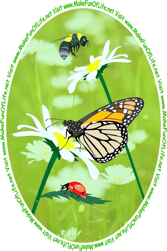 Picture of a bee, a butterfly, and a lady bug near daisy flower blossoms, and the words, ‘Visit www.MakeFunOfLife.net.’