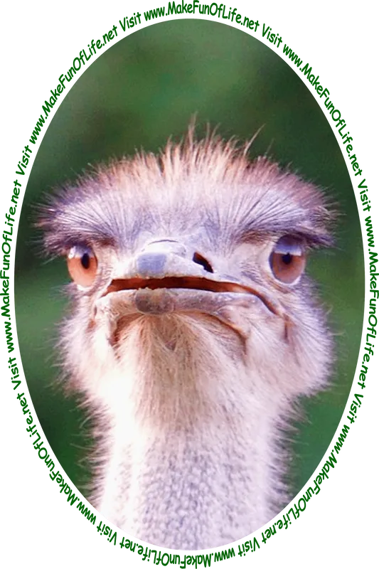 Picture of an ostrich with an expression of wide-eyed, beak-agape astonishment, and the words, ‘Visit www.MakeFunOfLife.net.’