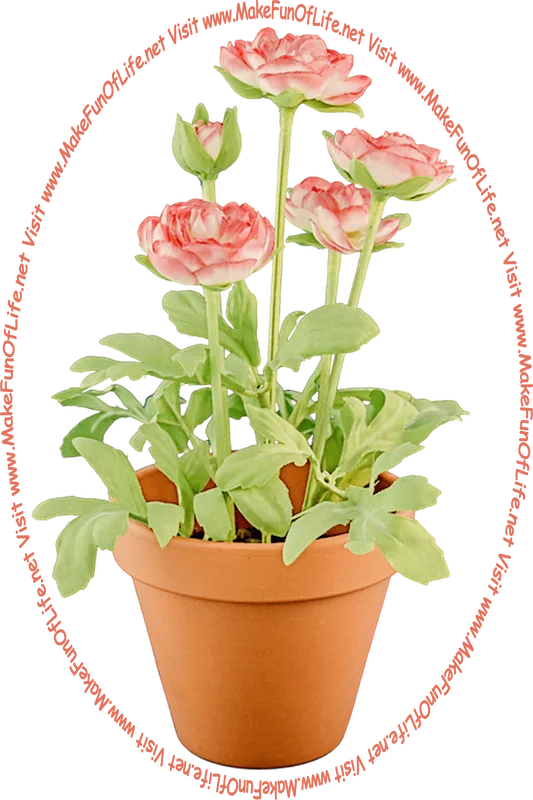 Picture of a potted flowering plant with long green stems, green leaves, and rosy-pink blossoms.