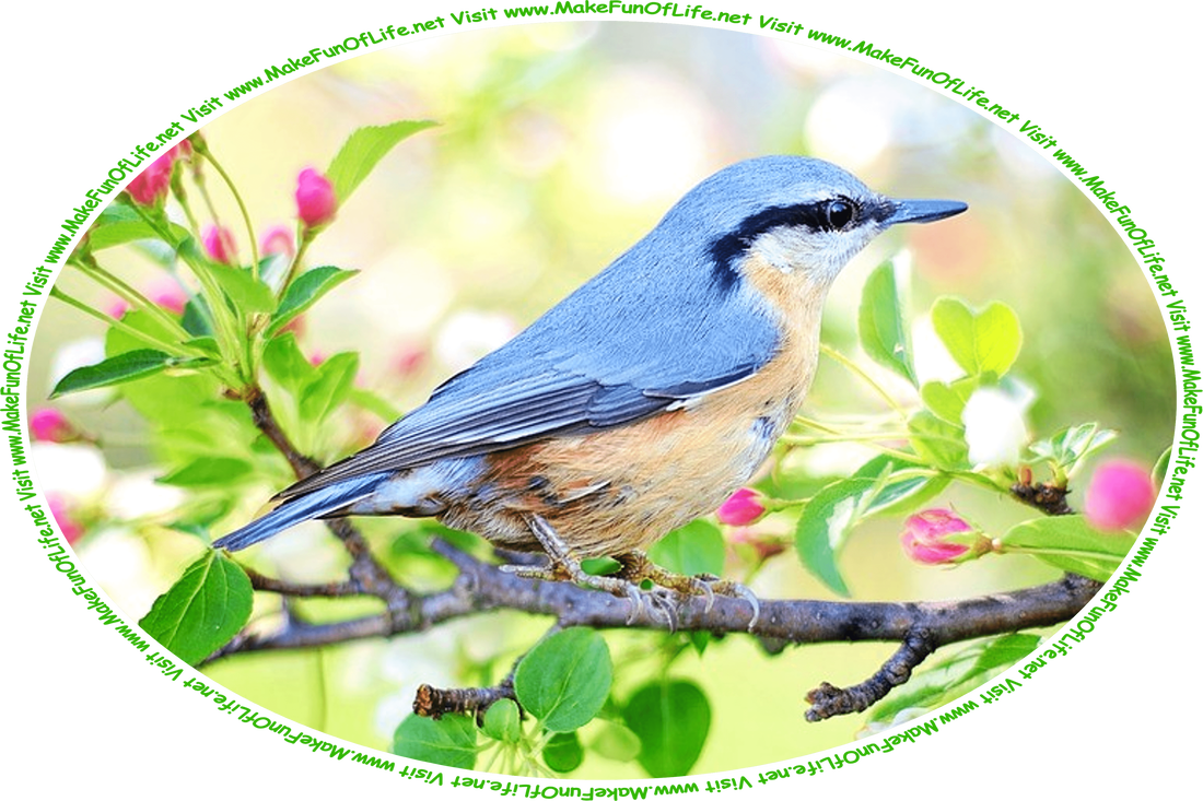 Picture of a small bird with bluish feathers on its wings and back, orangish feathers on its neck and stomach, perched on a branch of a tree with green leaves and pink and white flower blossoms, and the words, ‘Visit www.MakeFunOfLife.net.’