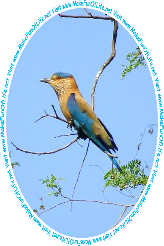 Picture of a bird with brown and blue plumage, or feathers, perched on a tree branch, a clear blue sky in the background, and the words, ‘Visit www.MakeFunOfLife.net.’
