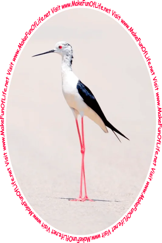Picture of a long-legged shorebird standing on a sandy beach, and the words, ‘Visit www.MakeFunOfLife.net.’
