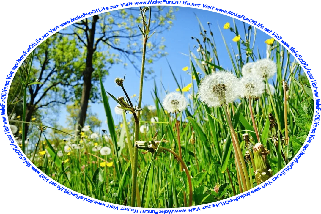Picture of green grass, yellow buttercups, white dandelions that have gone to seed, a clear blue sky, and the words, ‘Visit www.MakeFunOfLife.net.’