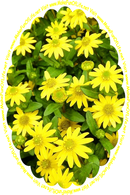 Picture of a cluster of flowering plants with dark green leaves and bright yellow blossoms, and the words, ‘Visit www.MakeFunOfLife.net.’