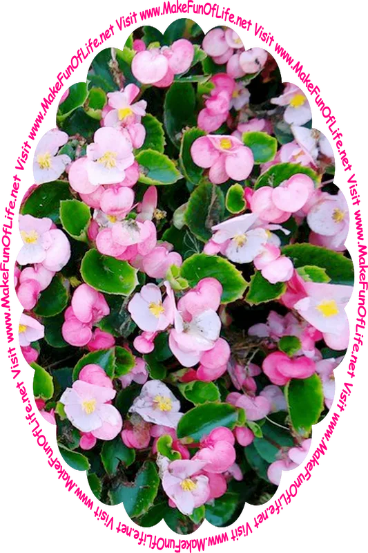 Picture of a flowering plant with tiny dark green leaves and tiny pinkish-white blossoms, and the words, ‘Visit www.MakeFunOfLife.net.’