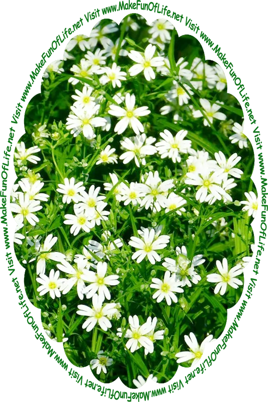 Picture of Stitchwort or Chickweed flowering plants, with dark green leaves and white blossoms, and the words, ‘Visit www.MakeFunOfLife.net.’