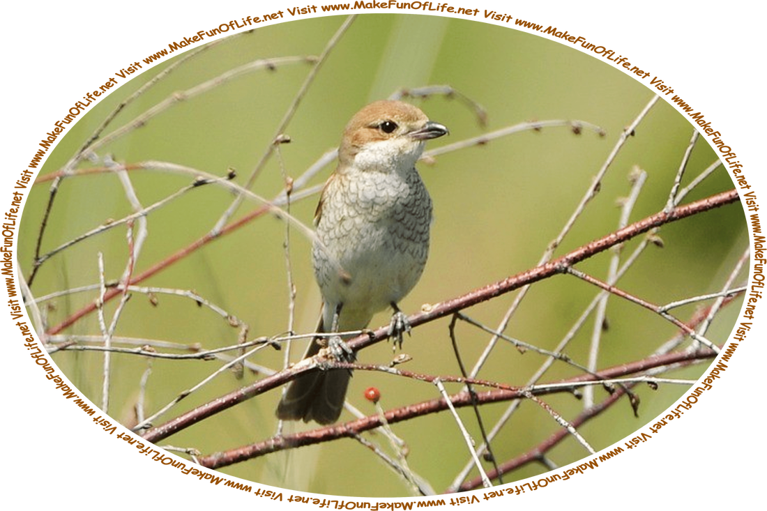 Picture of a nightingale, a type of small songbird, perched on a tree branch, and the words, ‘Visit www.MakeFunOfLife.net.’