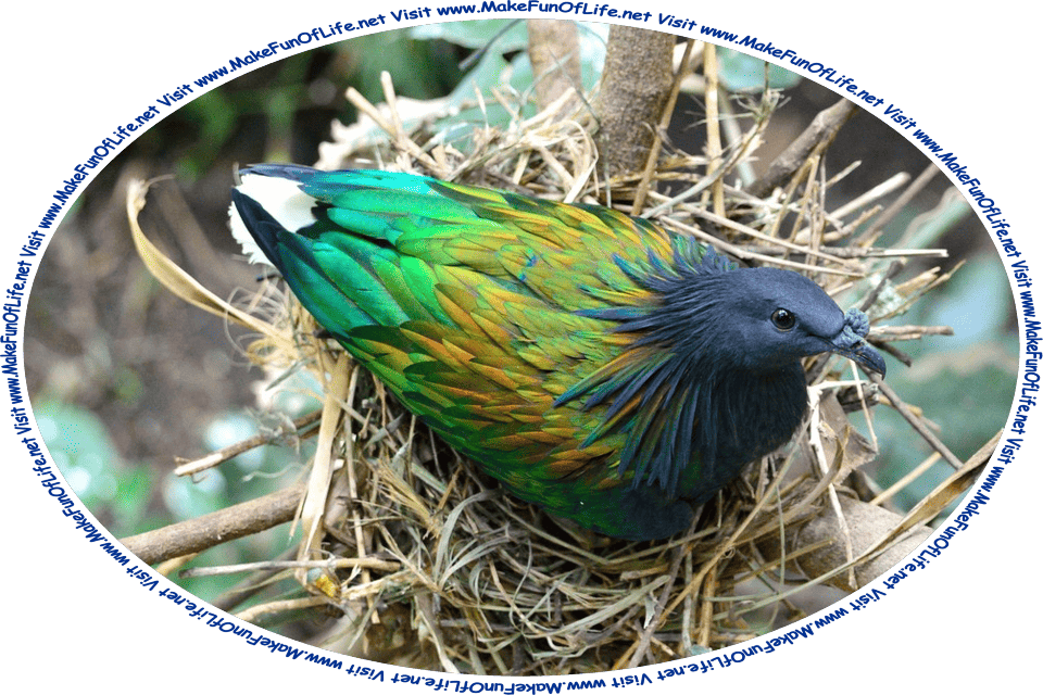 Picture of a Nicobar Pigeon in its nest in a tree, and the words, ‘Visit www.MakeFunOfLife.net.’