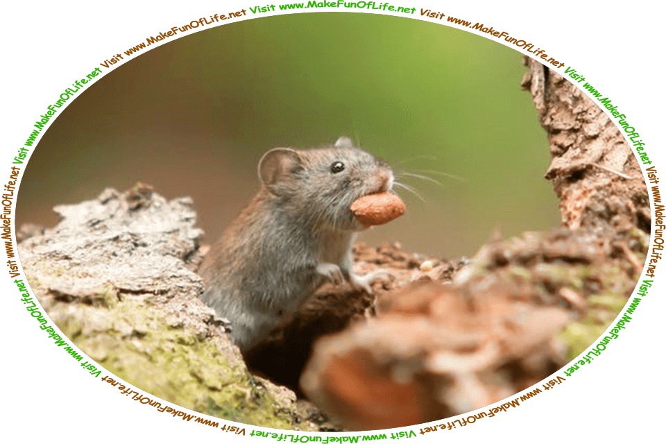 Picture of a wild mouse on an old moss-covered log, carrying a large nut in its mouth, and the words, ‘Visit www.MakeFunOfLife.net.’