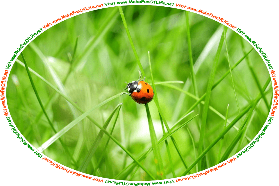 Picture of a ladybug, a small red beetle insect with black dots or polka dots on it, and the words, ‘Visit www.MakeFunOfLife.net.’