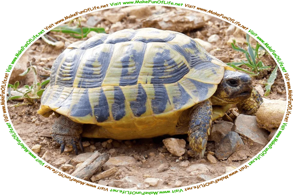 Picture of a turtle walking across rocky ground, and the words, ‘Visit www.MakeFunOfLife.net.’