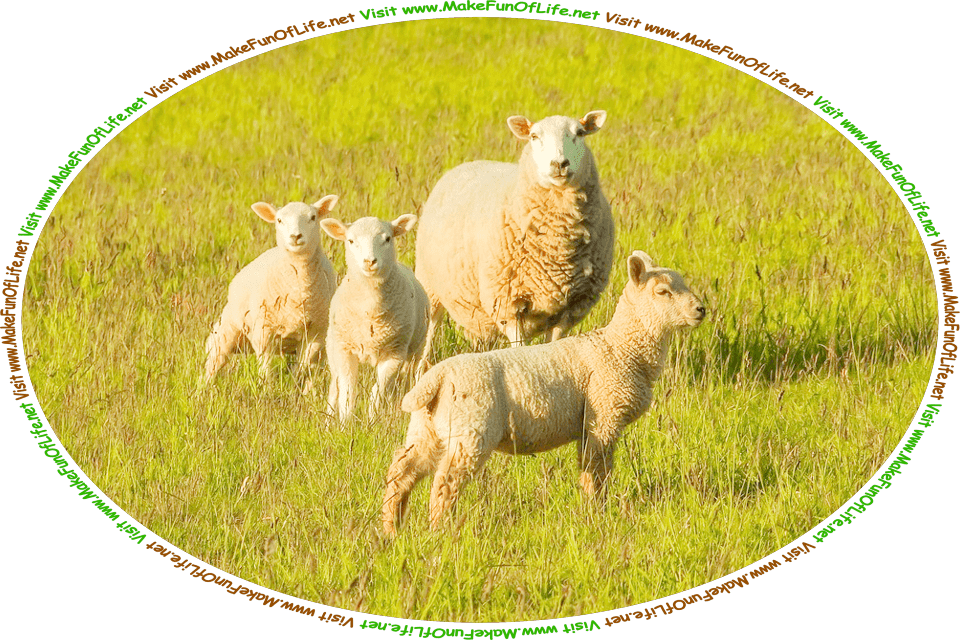 Picture of a ewe, or mother sheep, and three lambs in a green grassy pasture, and the words, ‘Visit www.MakeFunOfLife.net.’
