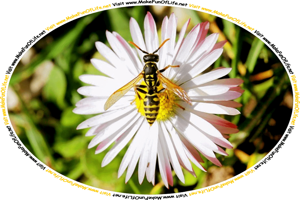 Picture of a black and yellow wasp, an insect similar to a bee, resting on a flower that has a yellow center and long, thin, white petals, and the words, ‘Visit www.MakeFunOfLife.net.’