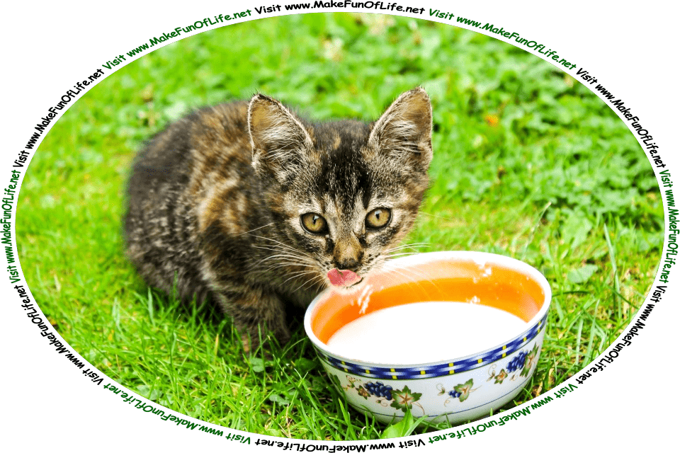 Picture of a kitten drinking milk from a bowl in a green grassy yard, and the words, ‘Visit www.MakeFunOfLife.net.’