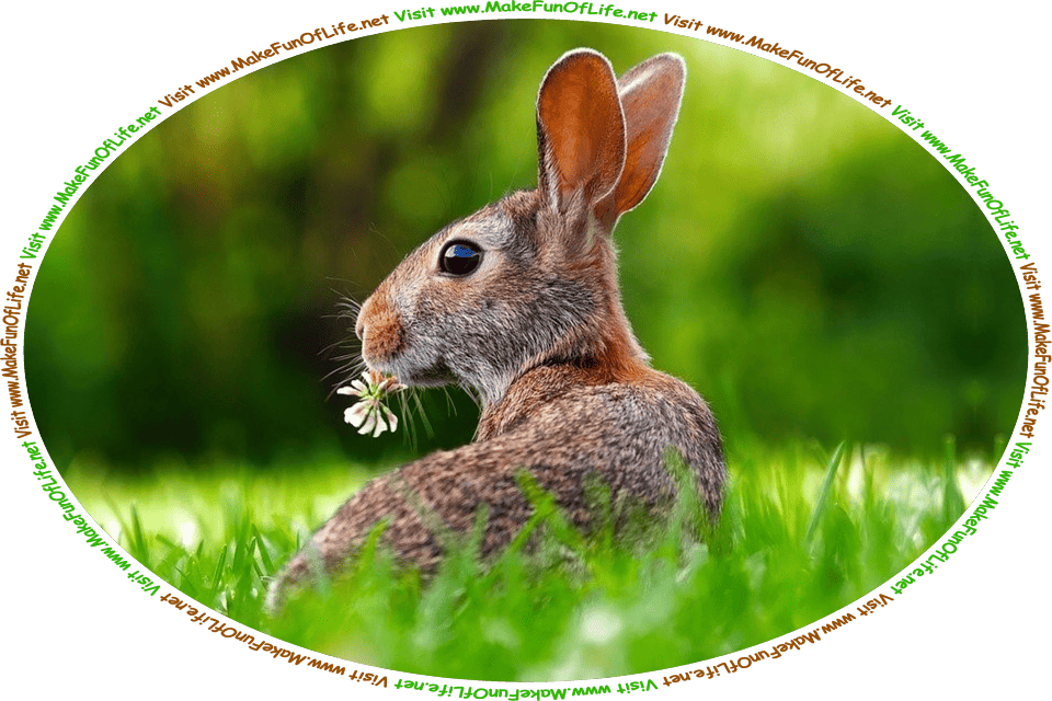 Picture of a rabbit in a green grassy area, eating a clover blossom, and the words, ‘Visit www.MakeFunOfLife.net.’