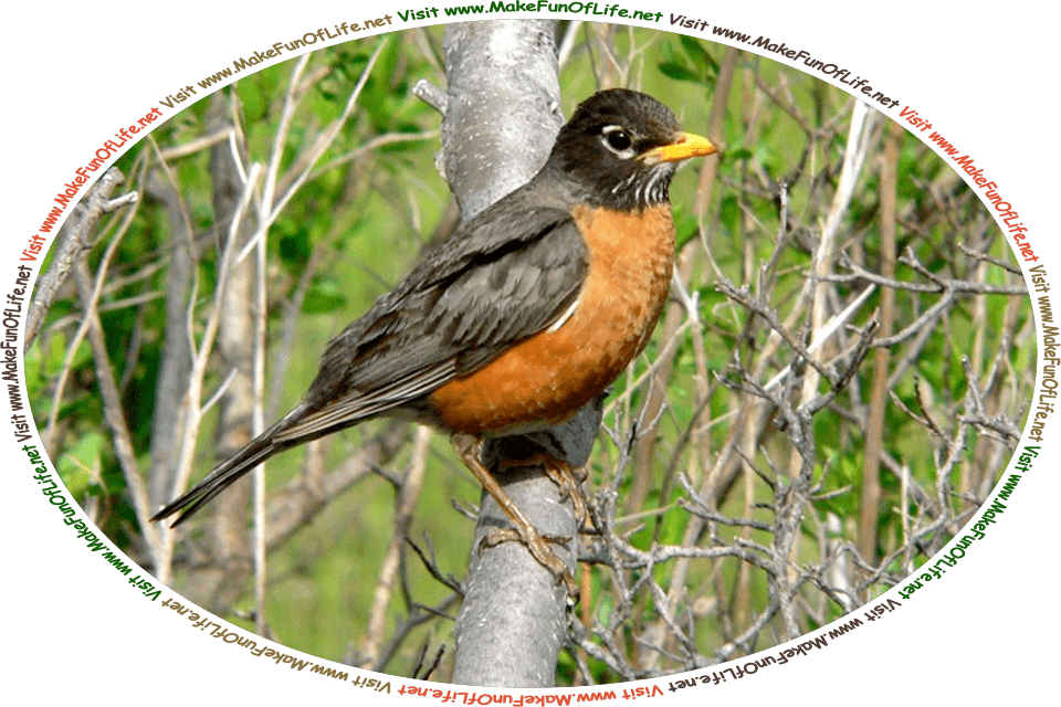 Picture of an American Robin standing on a tree branch, and the words, ‘Visit www.MakeFunOfLife.net.’