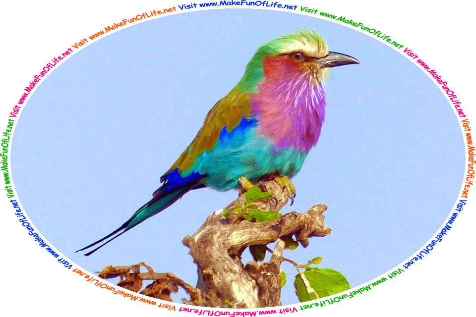 Picture of a small colorful bird, and the words, ‘Visit www.MakeFunOfLife.net.’