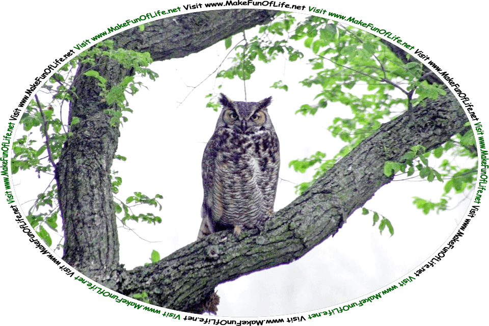 Picture of an owl in a tree, and the words, ‘Visit www.MakeFunOfLife.net.’