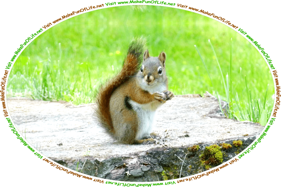 Picture of a Grey Squirrel standing on a tree stump that is surrounded by green grass, and the words, ‘Visit www.MakeFunOfLife.net.’