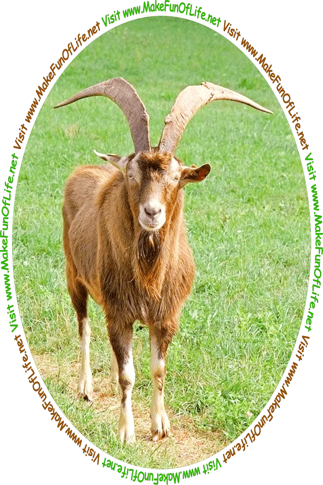 Picture of a domestic goat with medium length brown hair and long horns, walking on a footpath through a green grassy field, and the words, ‘Visit www.MakeFunOfLife.net.’