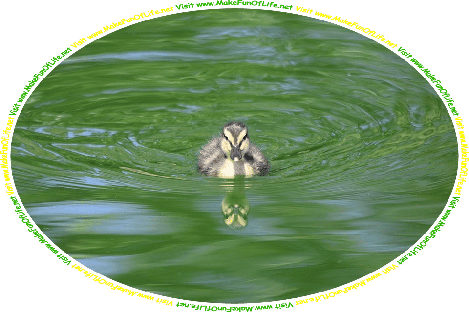 Picture of a fluffy duckling, or baby duck, swimming in water, and the words, ‘Visit www.MakeFunOfLife.net.’