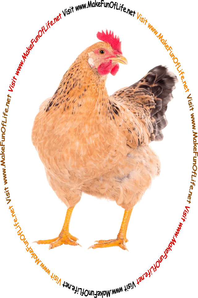 Picture of a domestic chicken and the words, ‘Visit www.MakeFunOfLife.net.’
