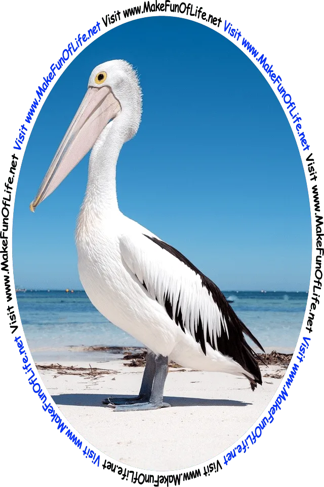 Picture of a large pelican bird standing on the sand on a beach, and the words, ‘Visit www.MakeFunOfLife.net.’