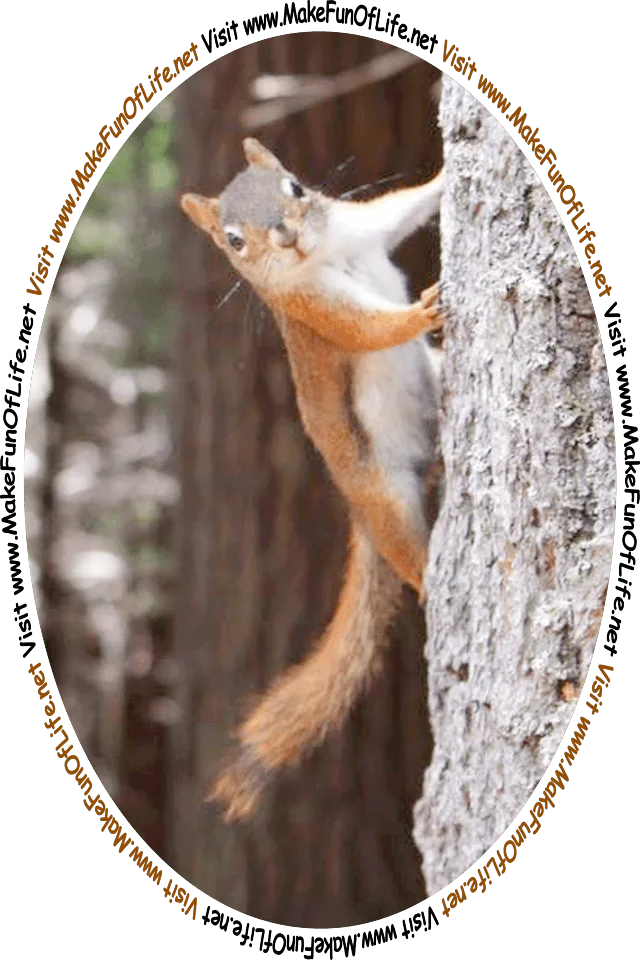 Picture of a Red Squirrel climbing a tree trunk, and the words, ‘Visit www.MakeFunOfLife.net.’