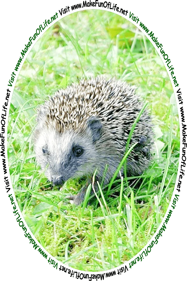 Picture of a small hedgehog in a green grassy yard, and the words, ‘Visit www.MakeFunOfLife.net.’