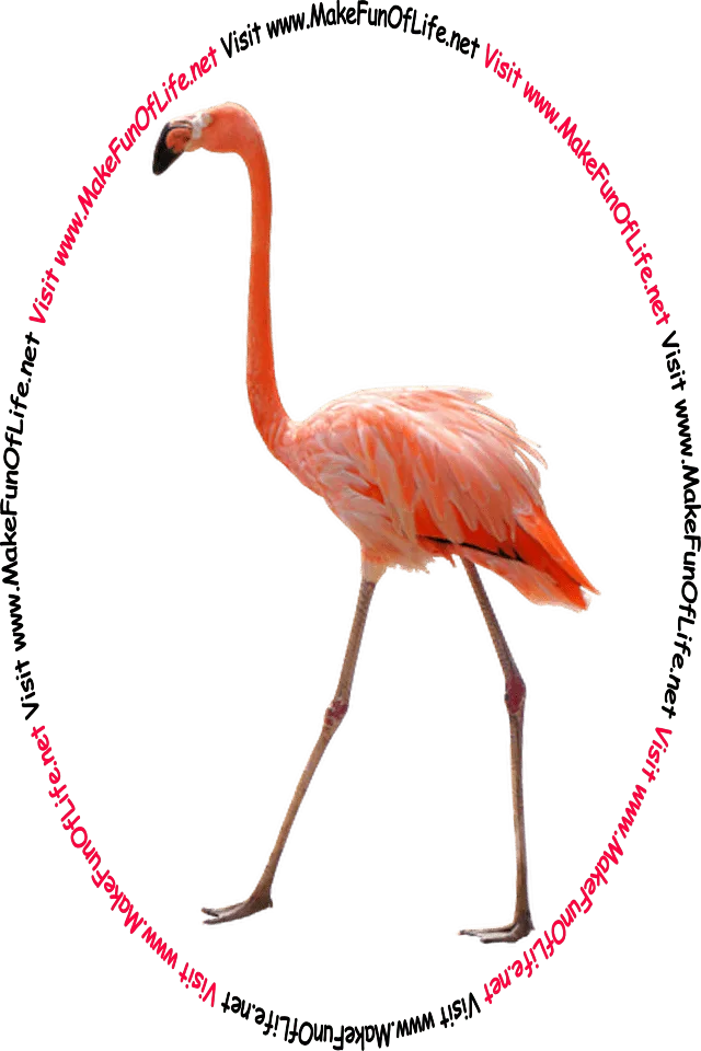 Picture of a pink flamingo bird with long thing legs, a long thin neck, a long curved beak, and the words, ‘Visit www.MakeFunOfLife.net.’
