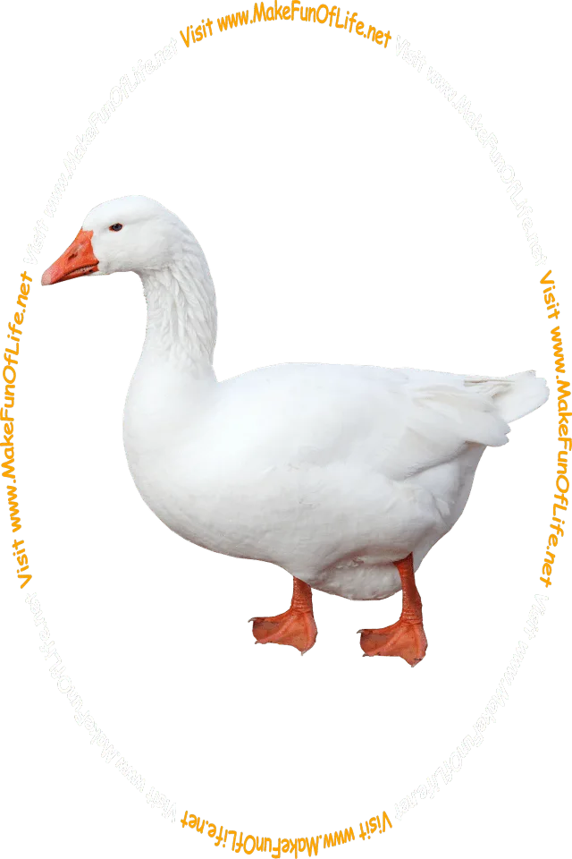 Picture of a domestic goose with white feathers, an orange beak, orange feet, and the words, ‘Visit www.MakeFunOfLife.net.’