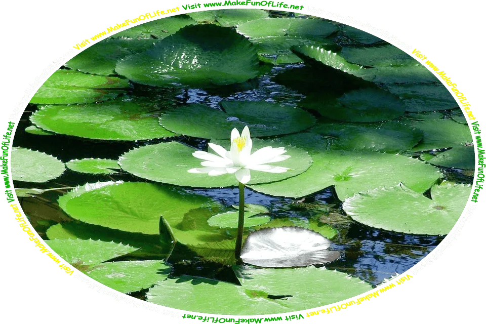 Picture of a water lily plant with a white flower, surrounded by green lily pads, in water, and the words, ‘Visit www.MakeFunOfLife.net.’