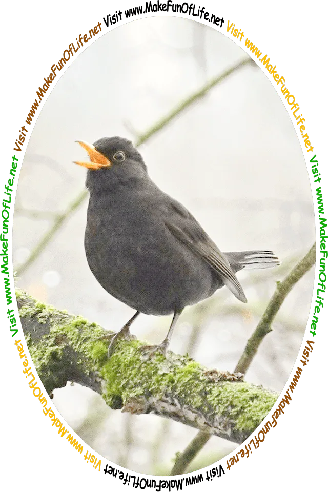 Picture of a singing blackbird standing on a fluffy greenish mossy tree branch, and the words, ‘Visit www.MakeFunOfLife.net.’