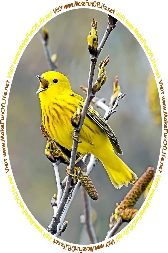 Picture of a small yellow warbler bird, perched on a twig, singing with its beak wide open, and the words, ‘Visit www.MakeFunOfLife.net.’