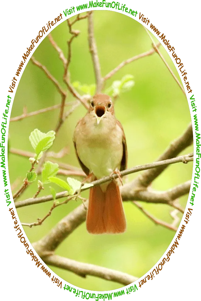 Picture of a small bird perched on a tree branch, singing with its beak wide open, and the words, ‘Visit www.MakeFunOfLife.net.’