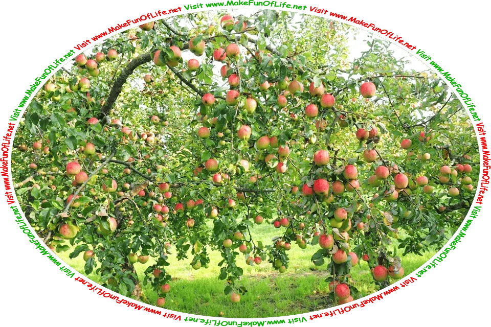Picture of a green leafy apple tree filled with red ripe apples, and the words, ‘Visit www.MakeFunOfLife.net.’
