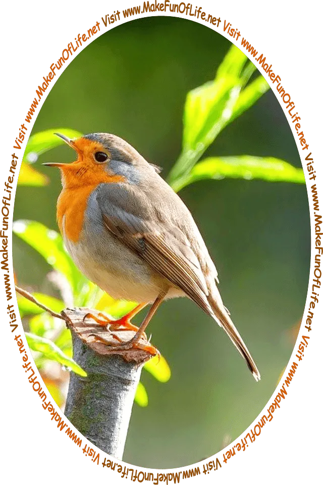 Picture of a European Robin perched on a branch, and the words, ‘Visit www.MakeFunOfLife.net.’