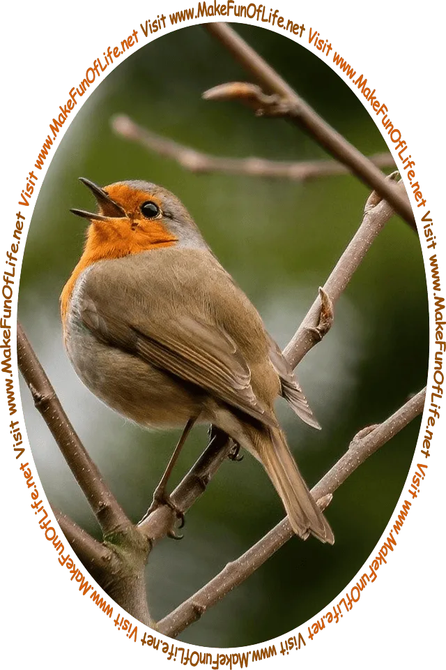 Picture of a European Robin perched on a budding tree branch, and the words, ‘Visit www.MakeFunOfLife.net.’