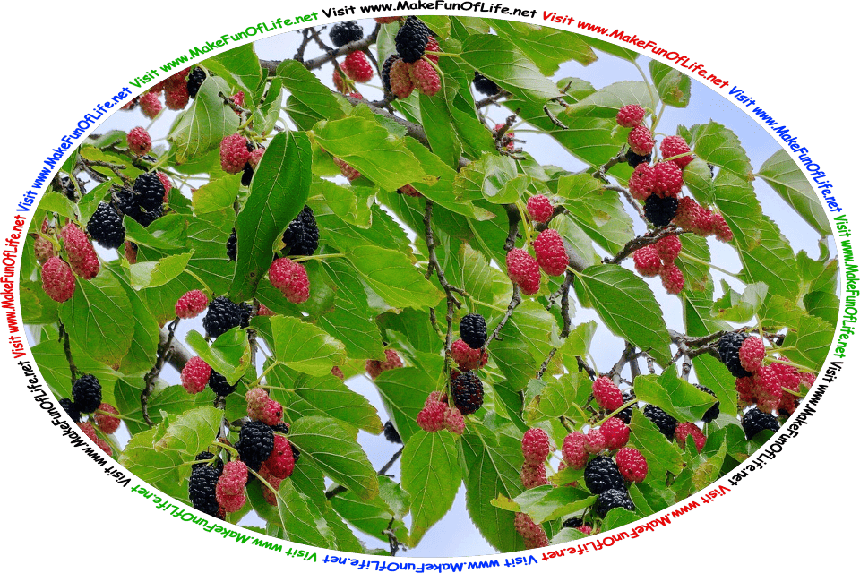 Picture of a mulberry bush with green leaves, ripening red mulberries, ripe black mulberries, and the words, ‘Visit www.MakeFunOfLife.net.’