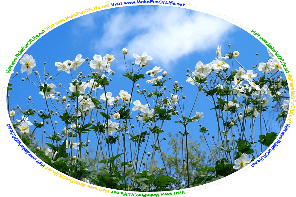 Photograph of Eriocapitella hupehensis, commonly known as Japanese anemones or Anemone hupehensis, flowering plants with dark green leaves and white blossoms having yellow centers, and the words, ‘Visit www.MakeFunOfLife.net.’ Multicolor Text Ring 